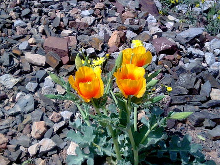 isfahan mountain