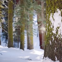 winter forest