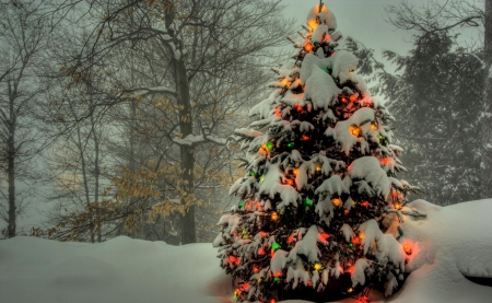 christmas tree - winter, tree, christmas, snow