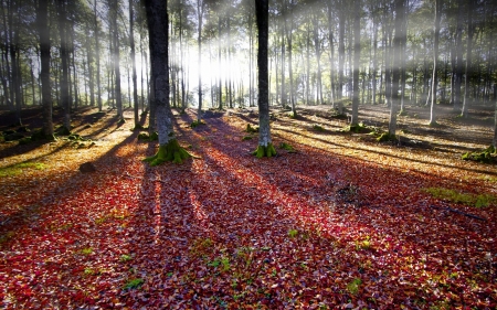 Forest - trees, nature, landscape, Forest, HD, leaves