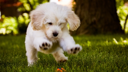 Little Dog Play In The Wood - ground, play, animal, wood, dog, grass, puppy