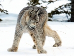 Winter Lynx