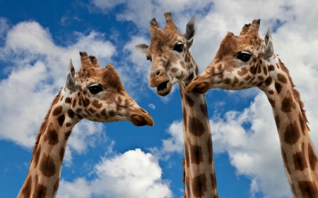 A small talk - trio, sky, cloud, blue, animal, small talk, funny, giraffe