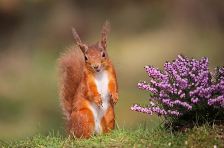 Squirrel - veverita, squirrel, pink, animal, summer, cute, flower