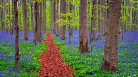 Spring forest - freshness, trees, greenery, path, lovely, spring, forest, pretty, walk, beautiful, grass, wildflowers