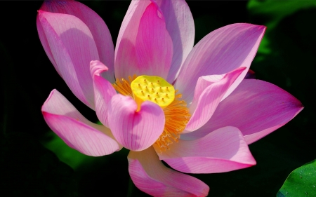 Lotus - lotus, flower, yellow, pink