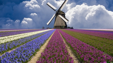 Mill - flower, pink, landscape, mill, field, blue, green