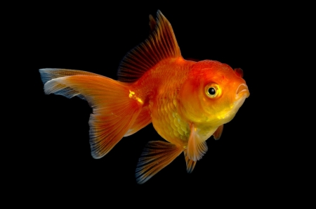 Fish - black, summer, red, golden, orange, fish