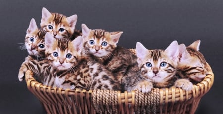 Kittens - cat, pisica, basket, kitten