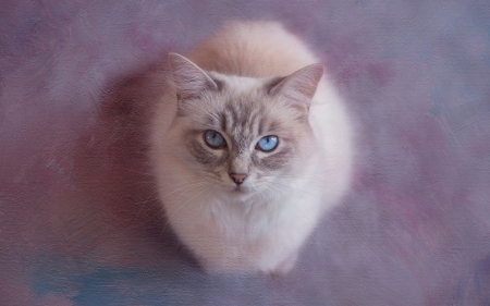 Cat - white, pisica, pink, cat, siamese, blue, eyes