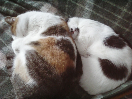 mother and daughter - cute, cats, lovely, animals