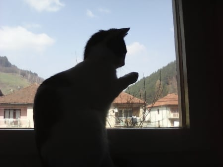 cat on window - cute, cats, animals, window