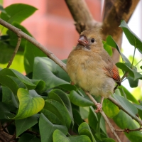 Pretty Female Cardinal