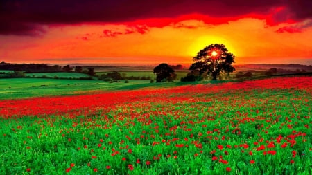 Wonderful Landscape - nature, trees, clouds, green, field, meadow, sunset, grass