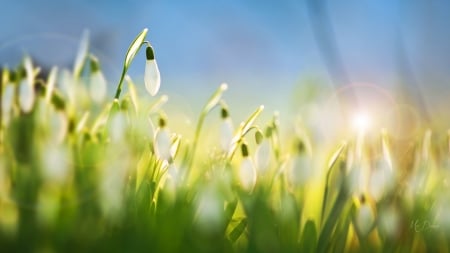 Snowdrops - flowers, snowdrops, spring, floral, flare, firefox persona theme, sunshine, grass