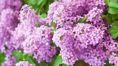 Lilacs Spring - lilacs, purple, fragrant, flowers, spring, lavender