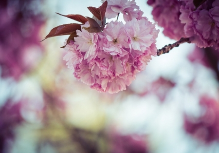 Cherry Blossoms - japan, nature, sakura, blossom, cherry, flower, pink, japanese