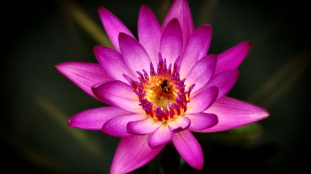 Bee on a Pink Water Lily F - bee, beautiful, photography, water lily, photo, flower, wide screen, honey bee, animal, floral, wildlife