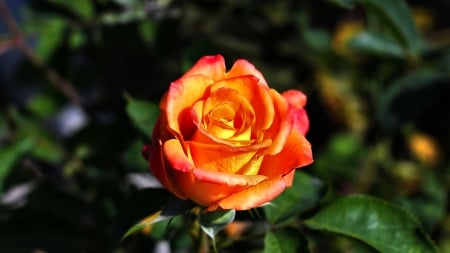 Coral Rose FC - beautiful, photography, beauty, romance, photo, love, flower, wide screen, Rose, floral