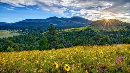 Sunrise at Arizona Valley - clouds, trees, sunrise, forest, valley, herb, flowers, arizona, nature, pine, mountains