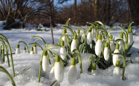 snowdrops - snowdrops, snow, flower, tree