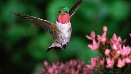 Broad Tailed Hummingbird - broad, bird, animal, tailed, hummingbird