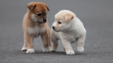 Playful Puppies