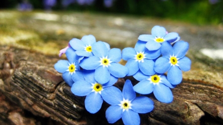 Forget me not Flowers - flowers, heart, nature, blue, forget me nots, love