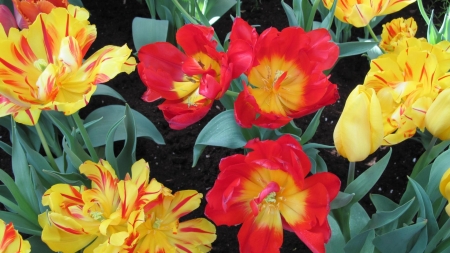 Contrast in Flowers - flowers, tulips, nature, yellow, garden, red, green