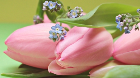 Spring joy - pink, blue, tulips, green, flowers, bouquet