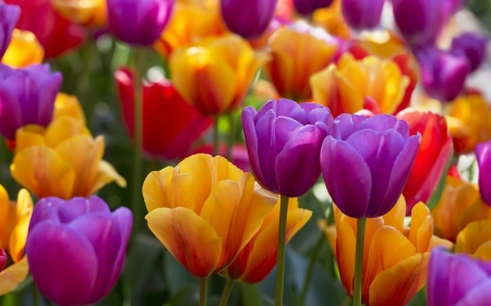 Tulips - skin, tulips, colorful, field, purple, yellow, pink, red, texture, flower