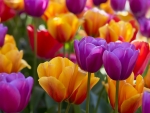 Tulips