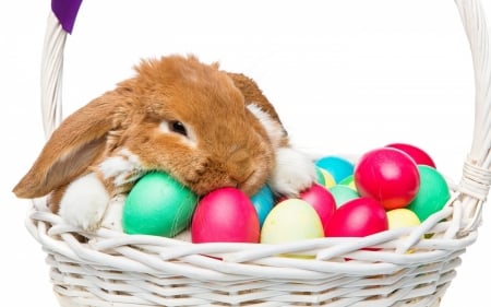 Happy Easter! - rabbit, iepuras, pink, bunny, easter, basket, aniumal, animal, green, cute, egg, card