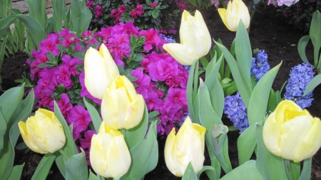 Spring Day in Garden - hyacinths, yellow, blue, spring, pink, flowers, tulips, nature, green