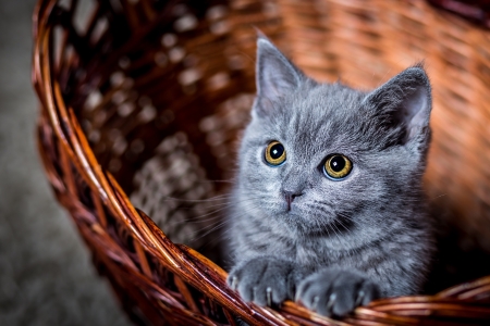 Kitten - eyes, cat, basket, pisica, grey, animal, kitten, paw, cute