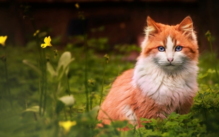 Cat - beauty, cat, animal, orange, green, summer, pisica