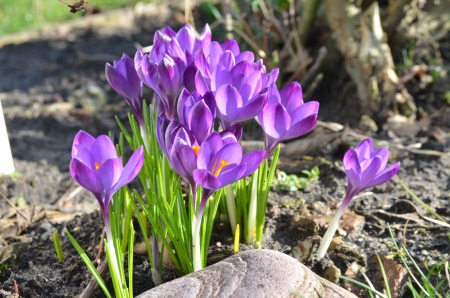 Colors of Spring - stone, crocus, purple, blossoms, petals, garden