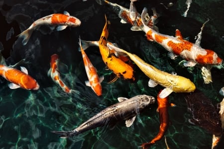 School of Koi Fish 1 - animal, beautiful, photography, koi, photo, fish, wildlife, wide screen