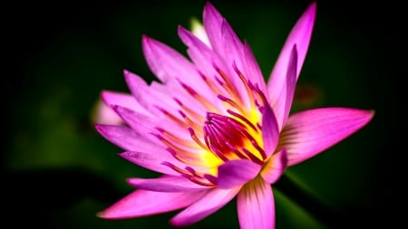 Pink Waterlily - beautiful, photography, beauty, romance, photo, love, flower, wide screen, floral, waterlily