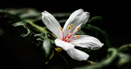 Tung Blossom F - wide screen, flower, beauty, beautiful, photo, blossom, love, romance, tung, photography, floral