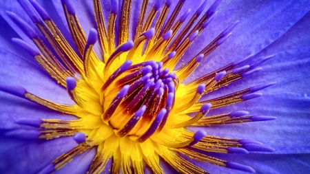 Blue/Purple Waterlily FC - love, wide screen, beauty, photography, floral, waterlily, beautiful, romance, photo, flower