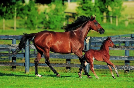 First Steps - Horses F - colt, beautiful, photography, photo, horse, wide screen, equine, animal, foal, mare