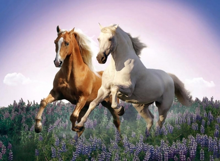 Free Horses FC - equine, animal, beautiful, photography, photo, horse, wide screen