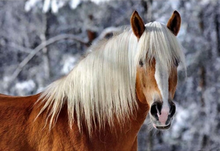 Haflinger in Winter FC - winter, palomino, beautiful, photography, snow, photo, horse, wide screen, Haflinger, equine, animal