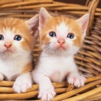 orange kittens