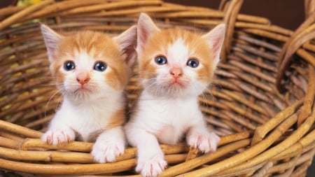 orange kittens - cat, feline, basket, kitten