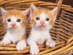 orange kittens