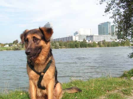 Pretty Dog - pets, pretty, animal, dog, lake