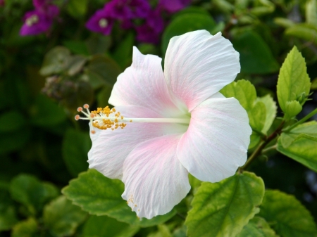 White Hibiscus - flowers, white, nature, macro, hibiscus, petals