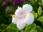 White Hibiscus